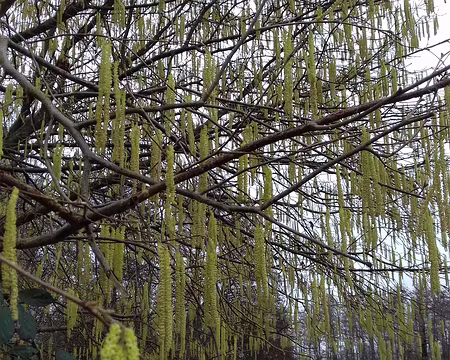 044 Chatons de noisetier