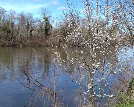 006 La Seine et l’île de Croissy (Yvelines)