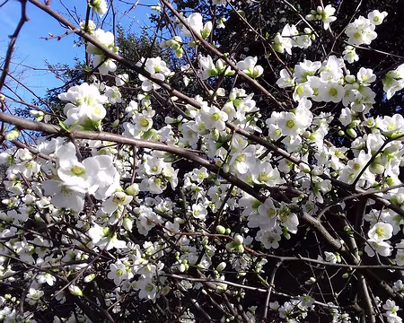 007 Cognassier du Japon