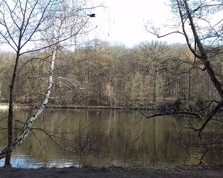 018 L’étang de Saint-Cucufa (2 ha) au cœur de la forêt de la Malmaison