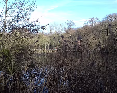 019 Roseaux au bord de l’étang