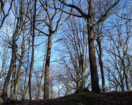 021 La forêt de la Malmaison (200 ha), ancienne propriété de Joséphine de Beauharnais puis de Napoléon III, est devenue domaniale en 1871