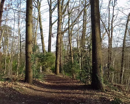 025 La partie boisée du parc Casimir Davaine à Garches