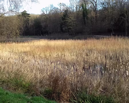 044 L’Etang neuf à Ville-d’Avray a été aménagé en 1690 pour alimenter en eau le parc de Saint-Cloud, propriété de Monsieur, frère du roi Louis XIV