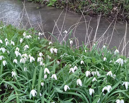 014 Perce-neige près du ru