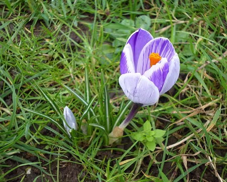 P1180746 Crocus