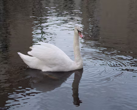 P1180754 Un canal de 200 m prolonge la Pointe du Lac. Merci à Nicole et Bernard pour la visite de Créteil.