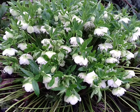 003 Roses de Noël (Hellébore noir)