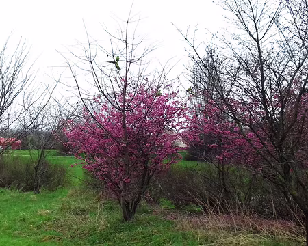 008 Le parc départemental de la Saussaie-Pidoux
