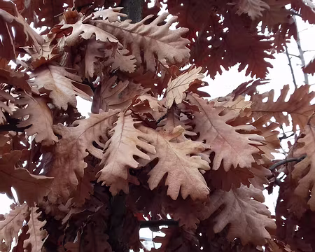 014 Feuilles marcescentes