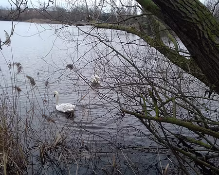 018 Cygnes sur le lac de Créteil