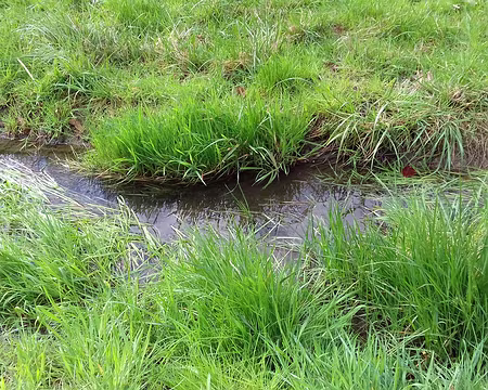 009 La Bièvre près de la source