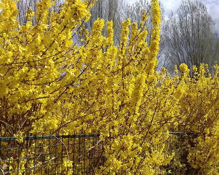 025 Forsythias