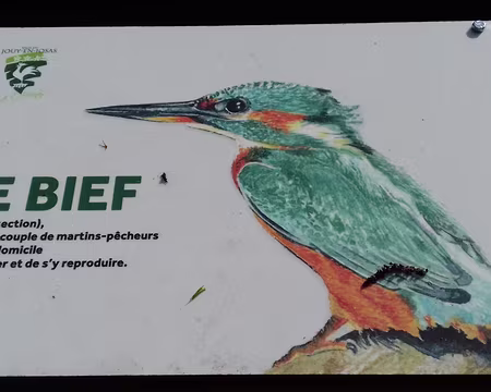 038 Le bief du moulin et les oiseaux