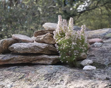 017 Les pieds sur pierre