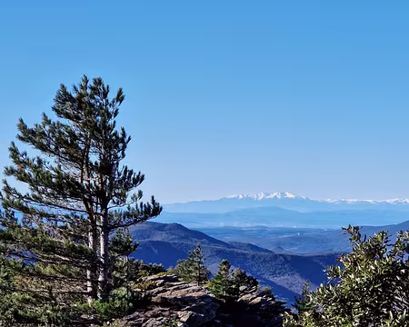 050 Forêt anciens combattants