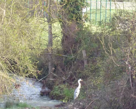 P1180825 Héron dans le ruisseau de Montabé, Saint-Rémy-lès-Chevreuse