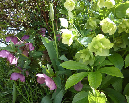 P1180844 Hellébores