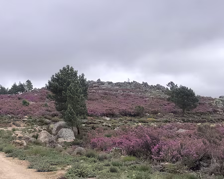 IMG_5304 Bruyère d'Espagne