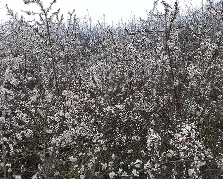 016 Les premières fleurs d’aubépine