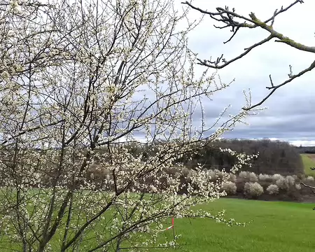 019 Arbres en fleurs
