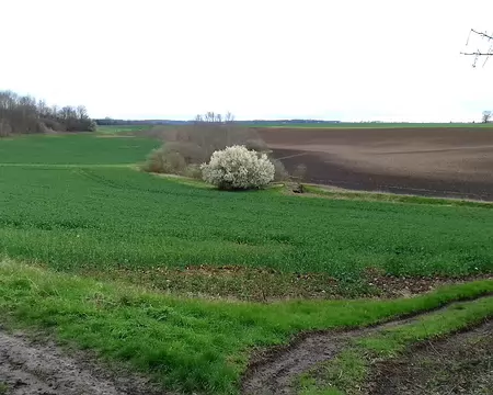 028 Début de printemps dans la plaine de Versailles