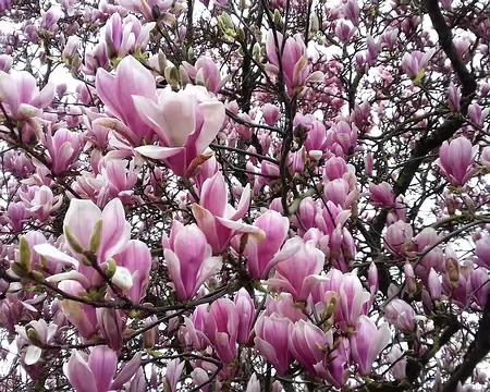 043 Magnolia à Bailly