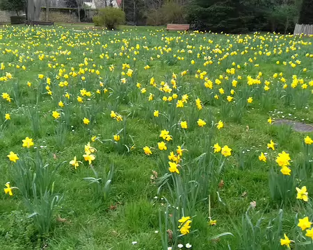 049 Jonquilles dans le parc de la Roseraie