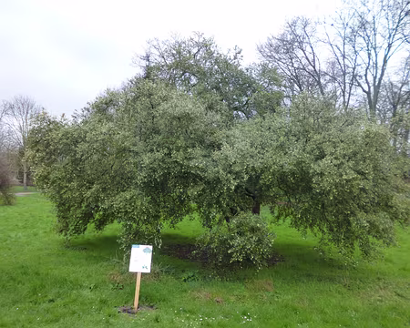 P1180819 Osmanthe en fleurs