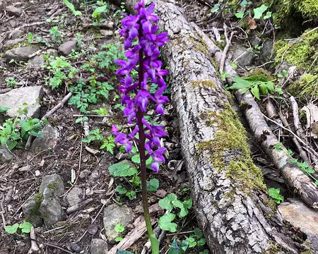 041 Orchis mâle
