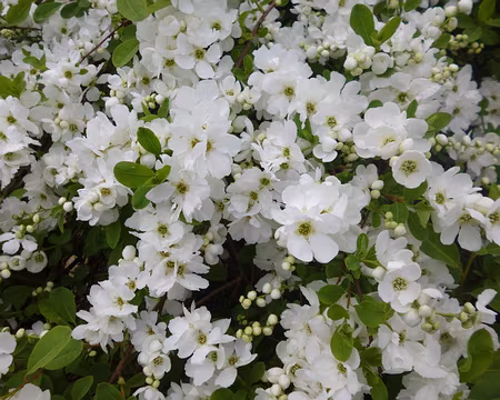 P1180891 Exochorda (arbuste aux perles)