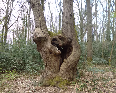 P1180894 Vieux châtaignier