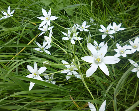 P1180897 Ornithogales