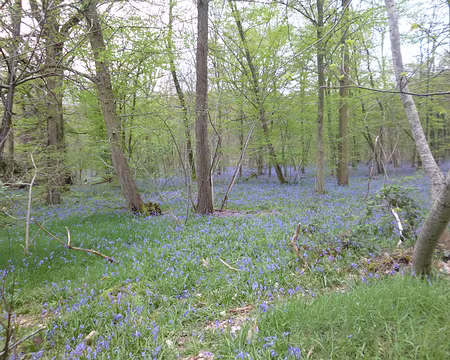 P1180903 J 2 - Jacinthes des bois