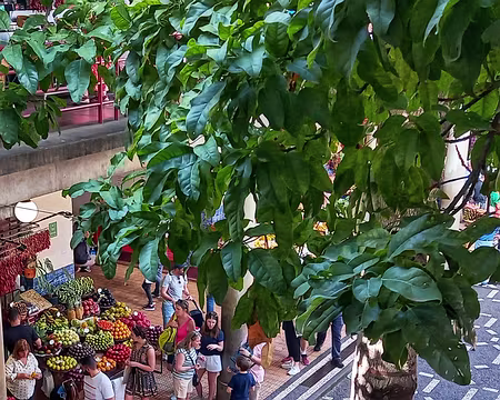 013 Bigaradier dans le mercado dos lavradores