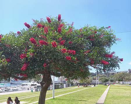 016 Funchal. Sous un erytrine crête de coq.