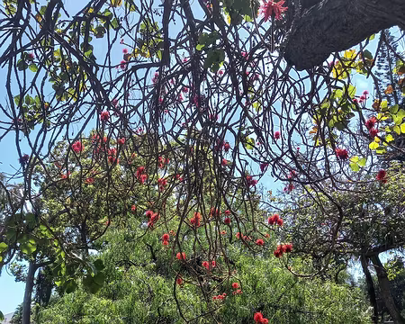 024 Red Hot Poker tree (arbre de corail d'Abyssinie)