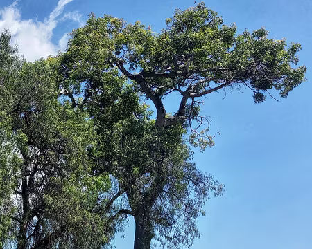 026 Chapelle Santa Catarina 1425.