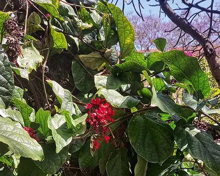 027 Clerodendron Splendide, Afrique de l'ouest.