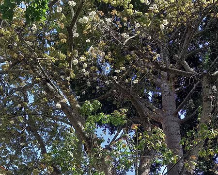 031 Kapokier (ou fromager) en graines.