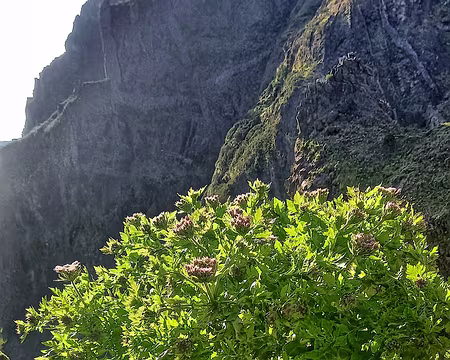 066 Persil de Madère (Daucus Decipiens), endémique des Açores.