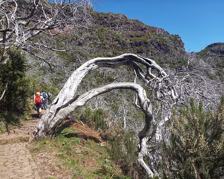 069 Sous le Pico Ruivo, fougères arborescentes victimes d'un grave incendie en 2010.