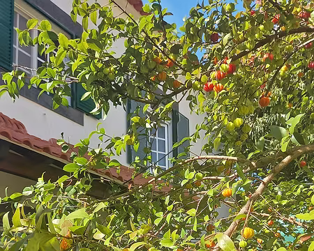 093 Le gîte dans les pitangas.