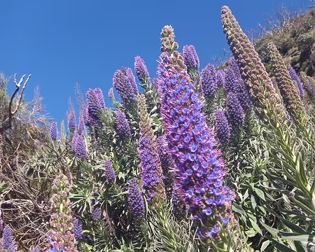 095 Echium Candicans , symboles de Madère.