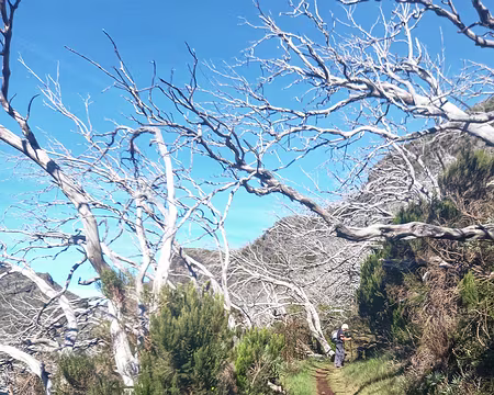 098 Bruyères arborescentes qui ont brûlé en 2010.