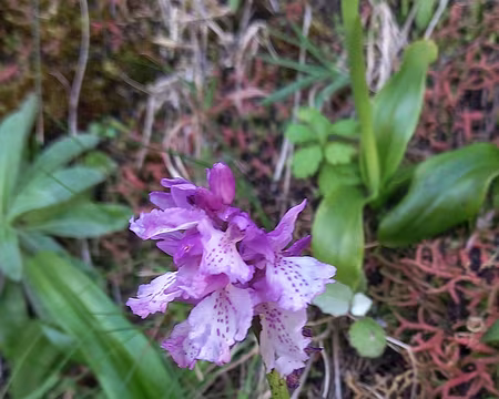 102 Dactyloriza, endémique