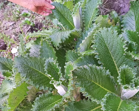 108 Cirsium Latifolium (endémique)