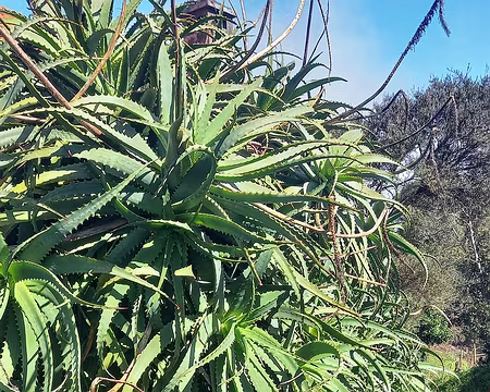 118 Aloé arborescent