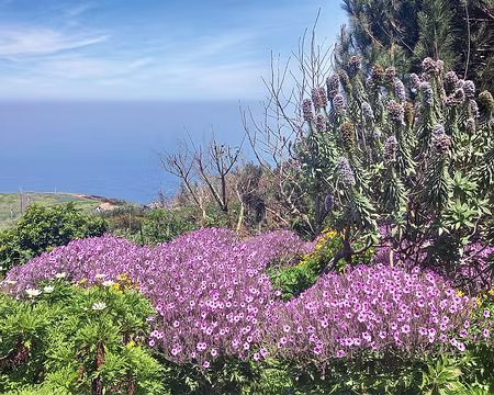 124 Géraniums de Madère et Echium Candicans