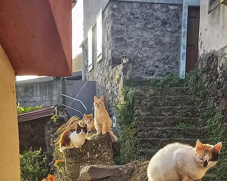 132 15-04-24 Il y a 8 chats sur cette photo.